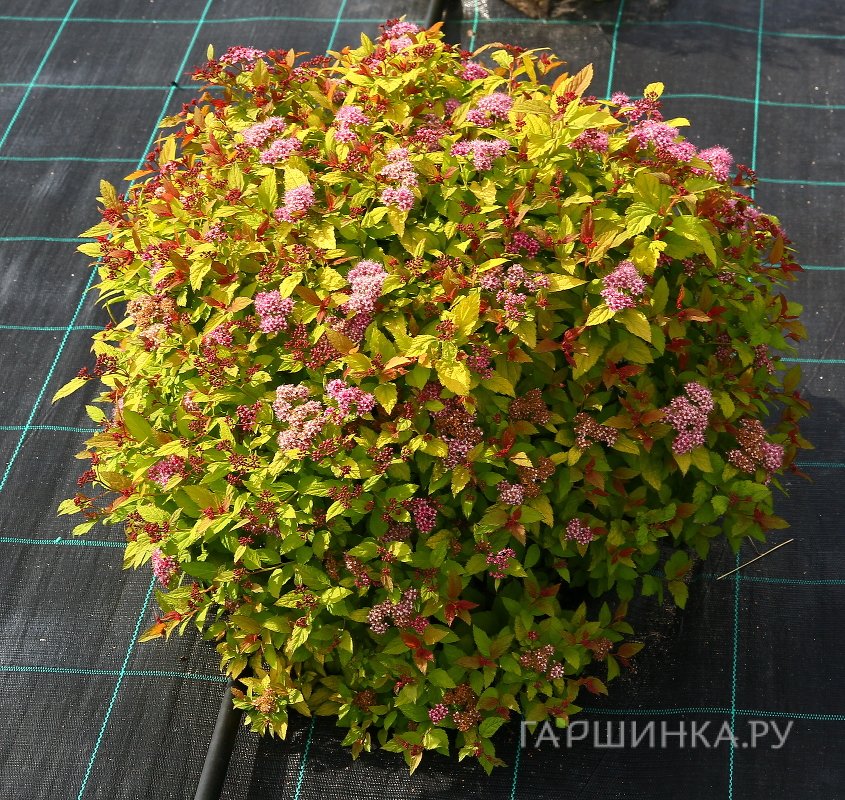 Спирея японская Меджик Карпет