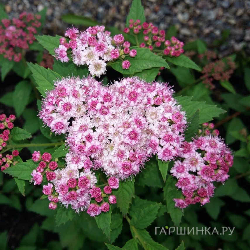 Спирея японская Спарклинг Шампань