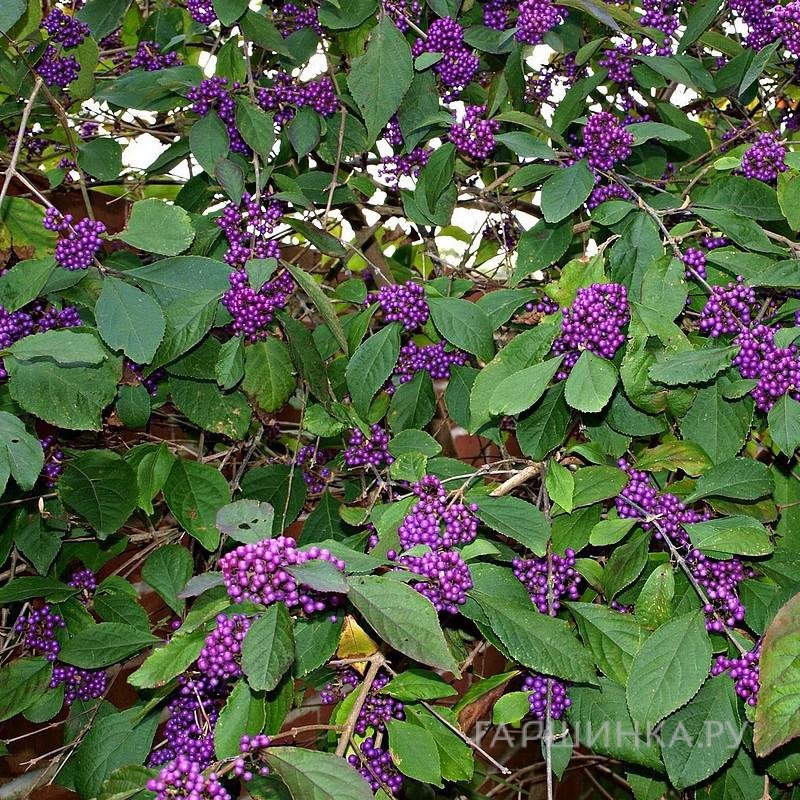 Красивоплодник Бодиньера Профьюжн