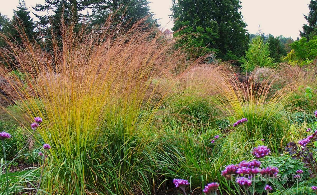 Молиния Пол Петерсон