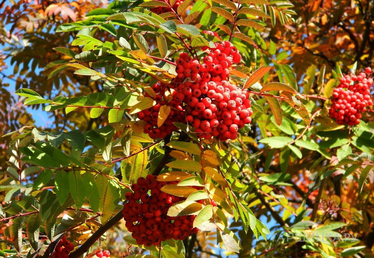 Рябина промежуточная