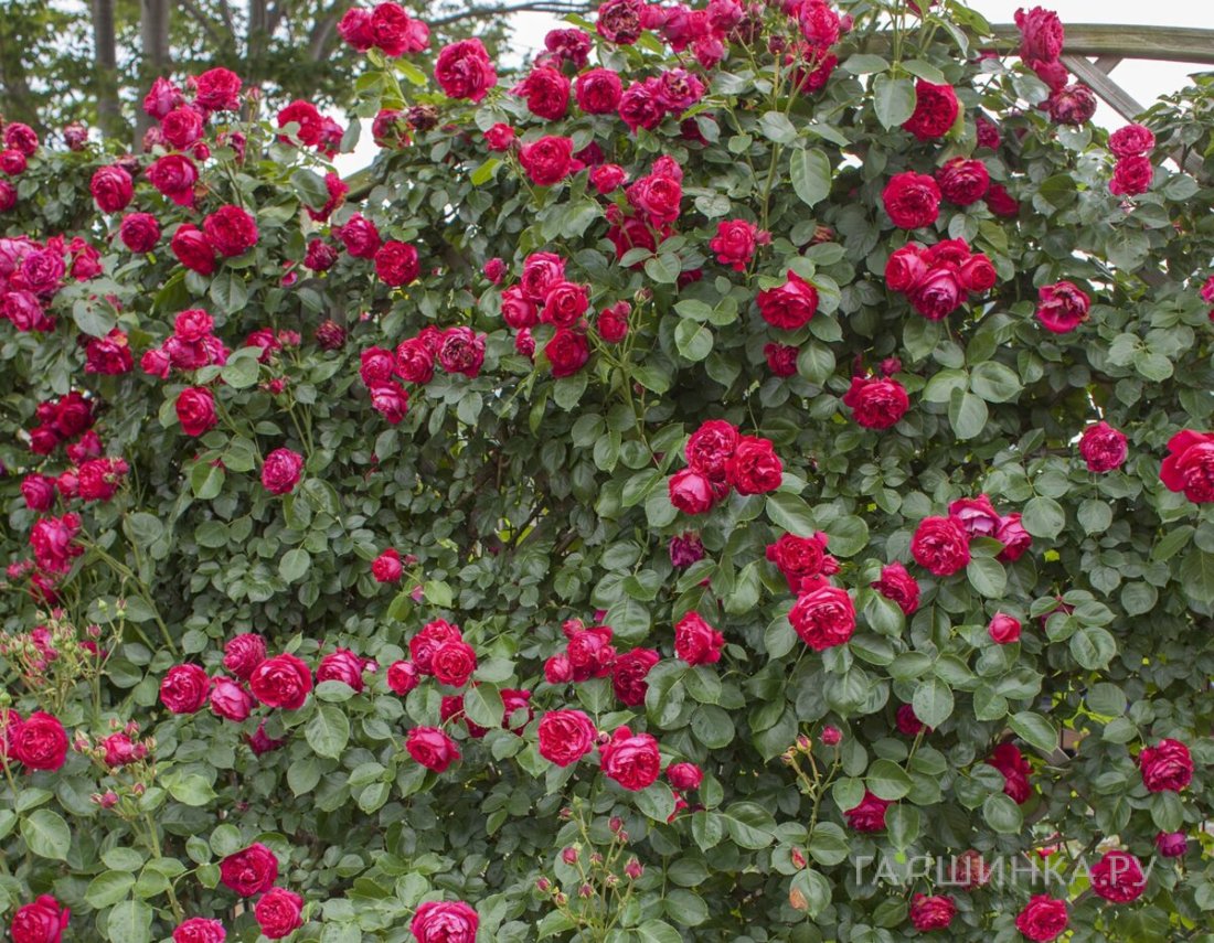 Роза Ред Климбер историческая (лиц)