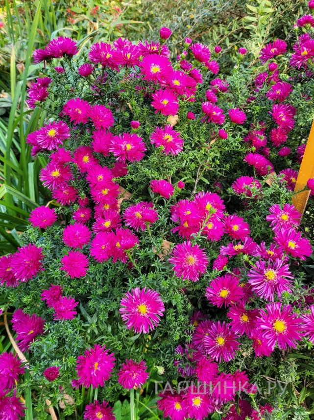 Астра новобельгийская Роял Руби