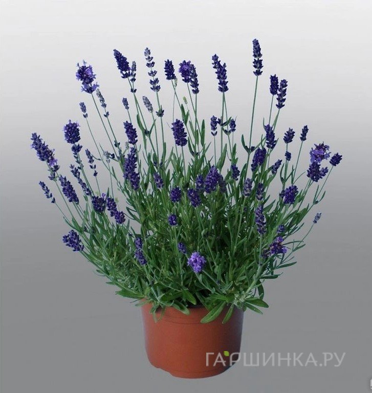 Лаванда Промис Виолет Блу
