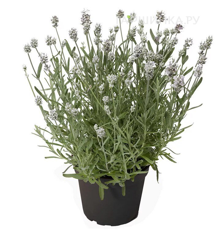 Лаванда Эрли Вайт Сцент