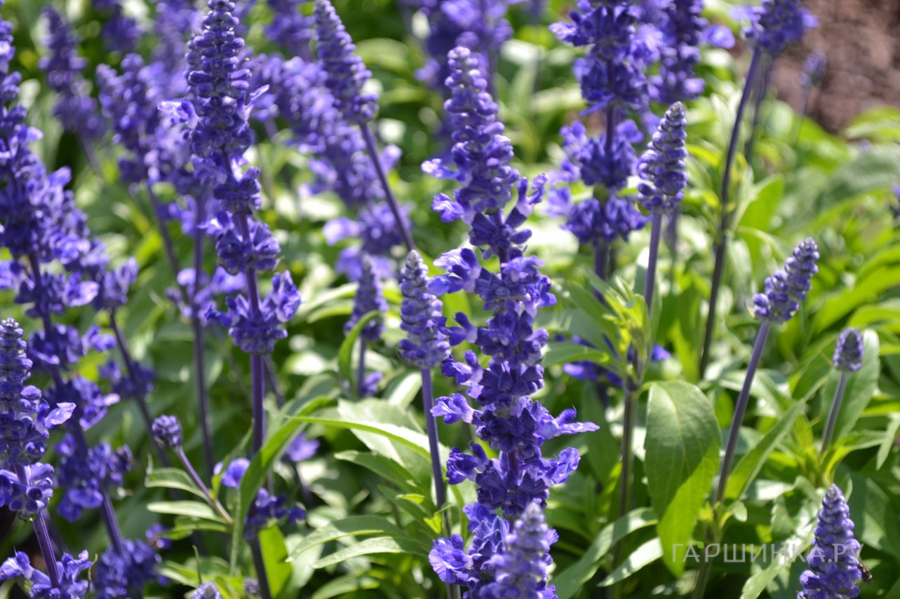 Сальвия мучнистая Виктория Блу