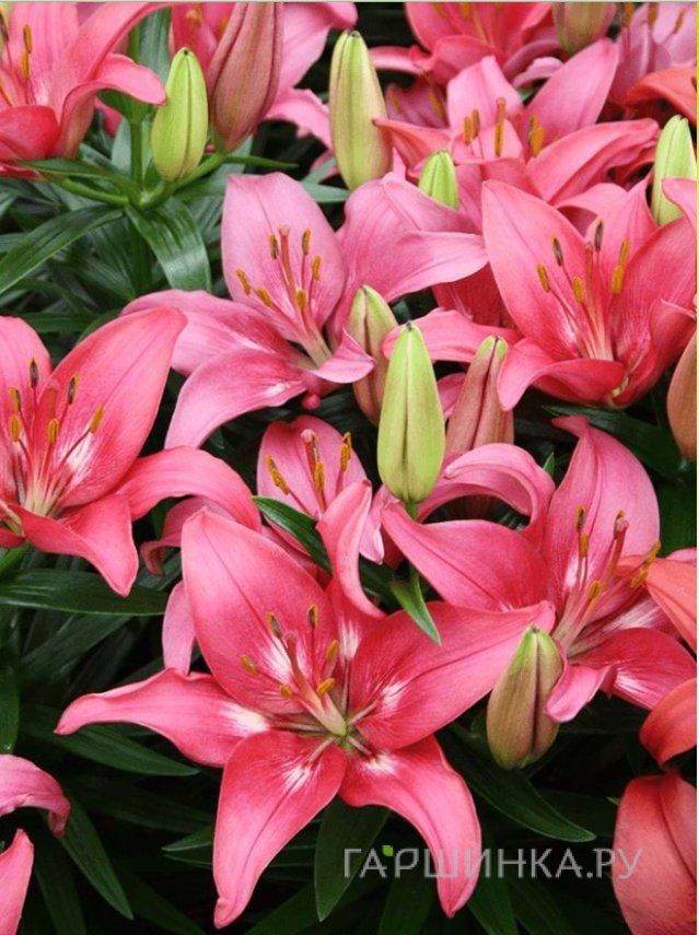 Лилия Тренди Дакота азиатская низкорослая