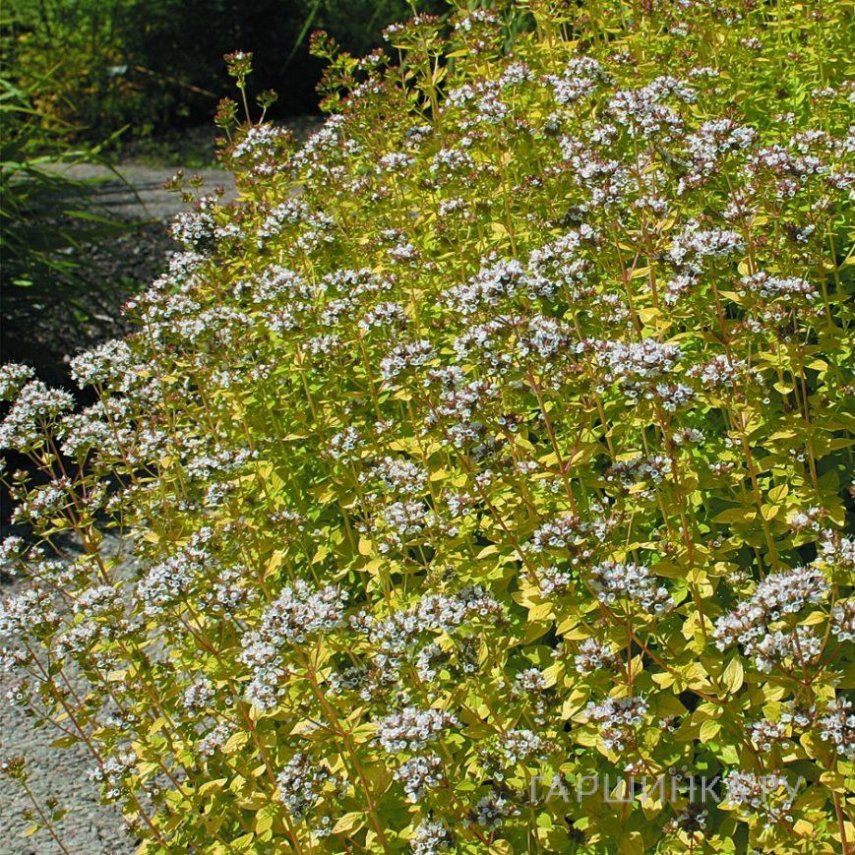 Душица Ауреум Грин