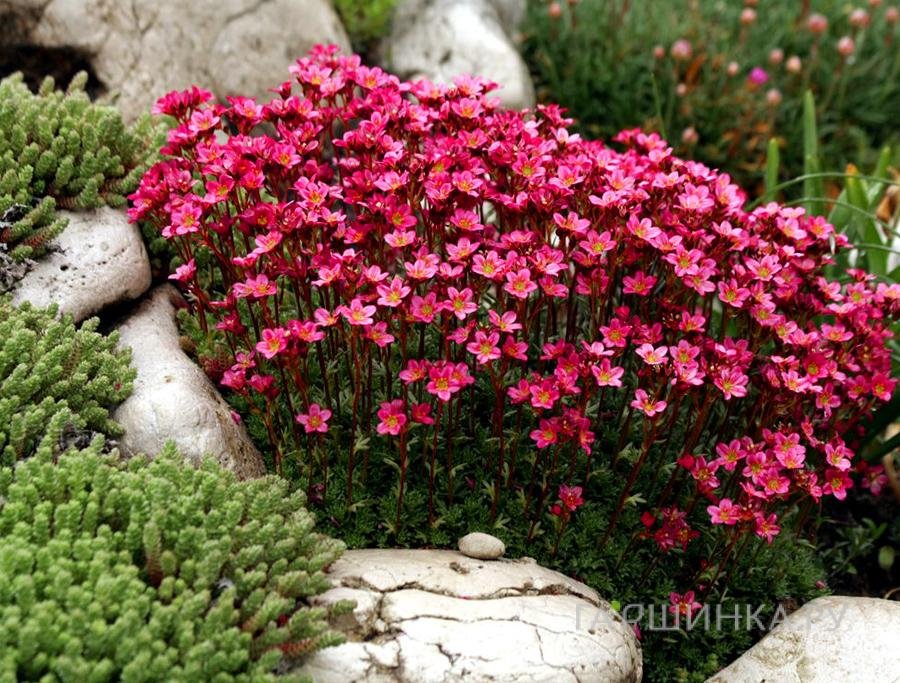 Камнеломка Рокко Ред