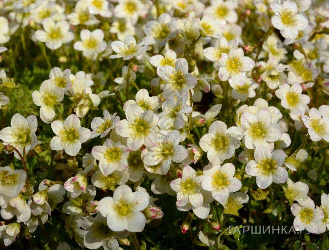 Камнеломка Альпино Эрли Лайм