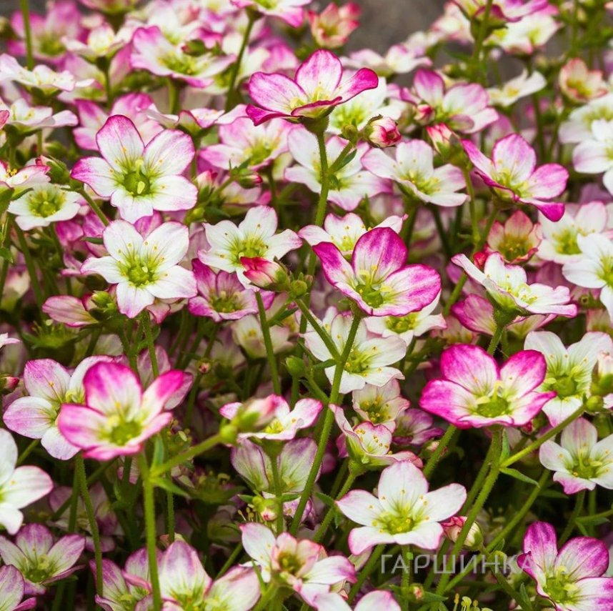 Камнеломка Альпино Эрли Пикоти