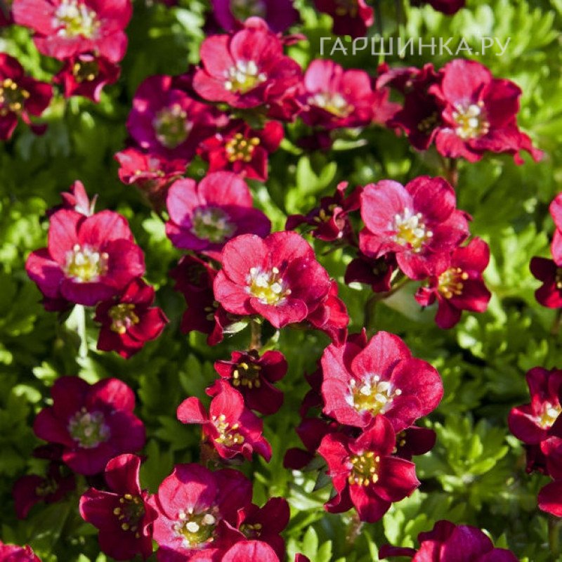 Камнеломка Хардер Цверг