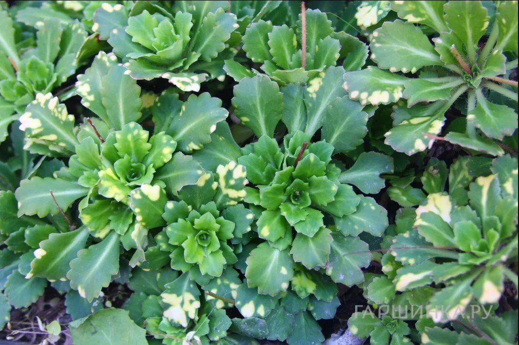 Камнеломка Теневая Вариегата