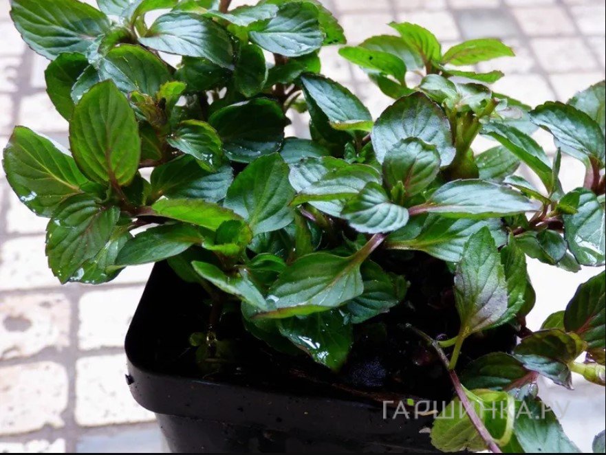 Мята Смитьяна Ред Рарипила минт