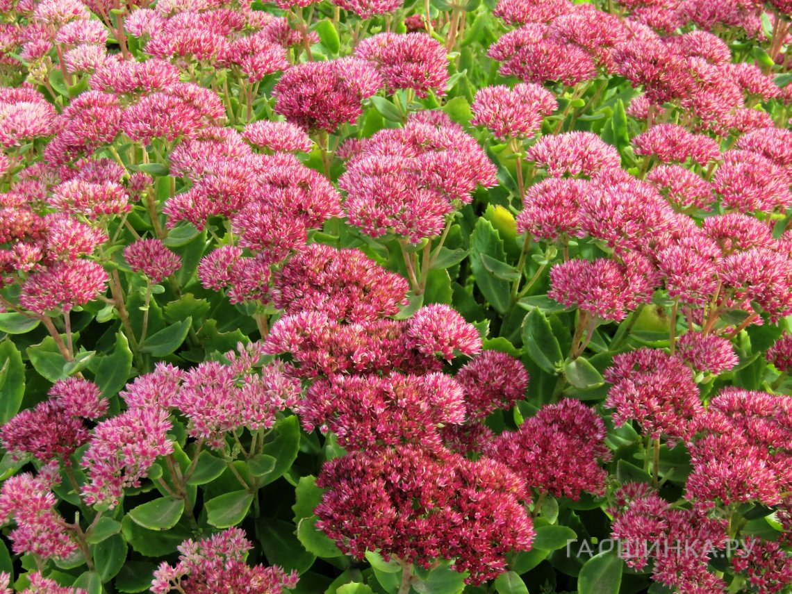 Очиток (седум) Видный