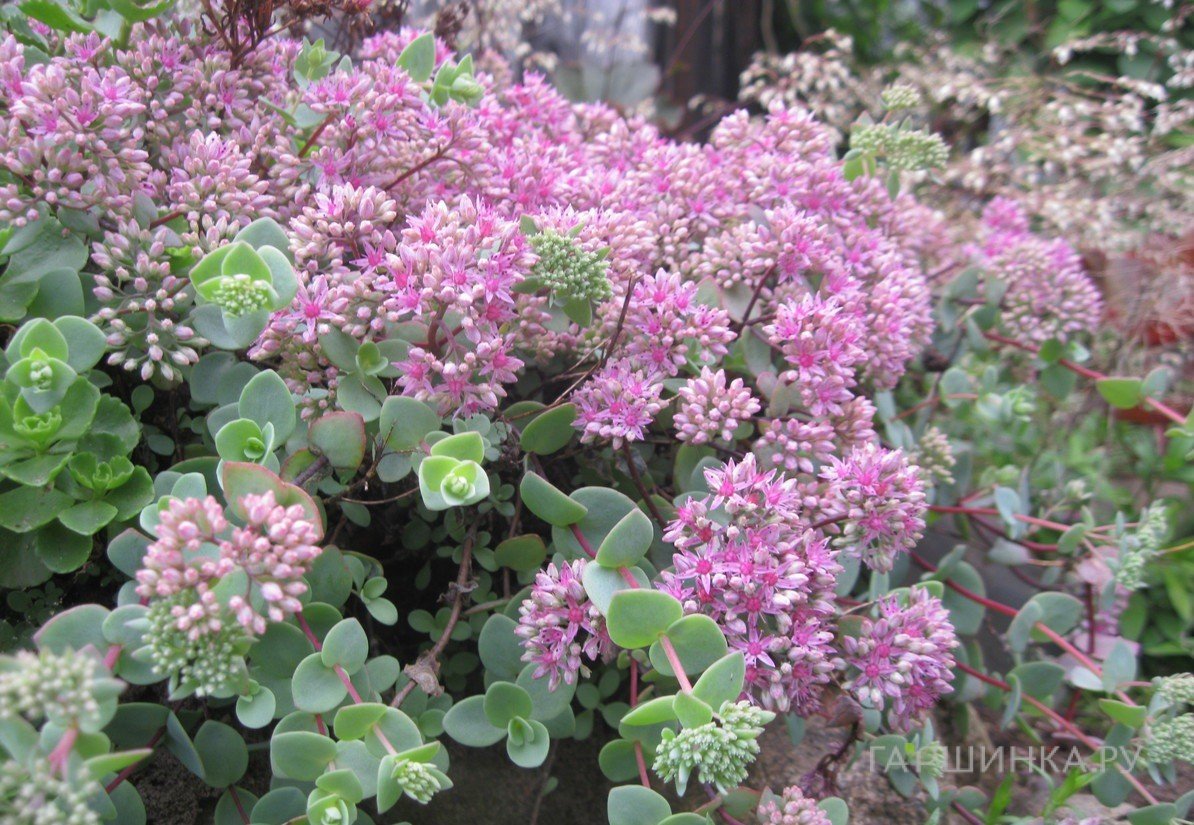 Очиток (седум) Эверса