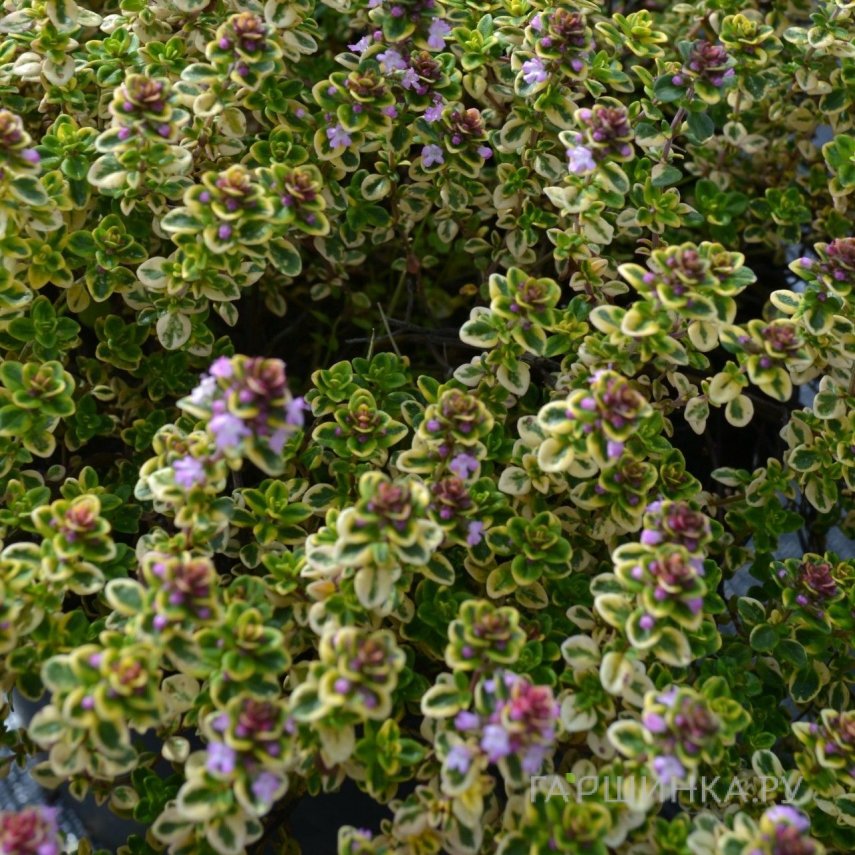 Тимьян Лемон Вариегата лимоннопахнущий