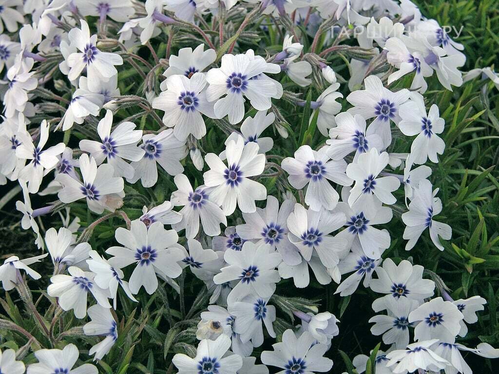 Флокс Фарао Блю Ай шиловидный