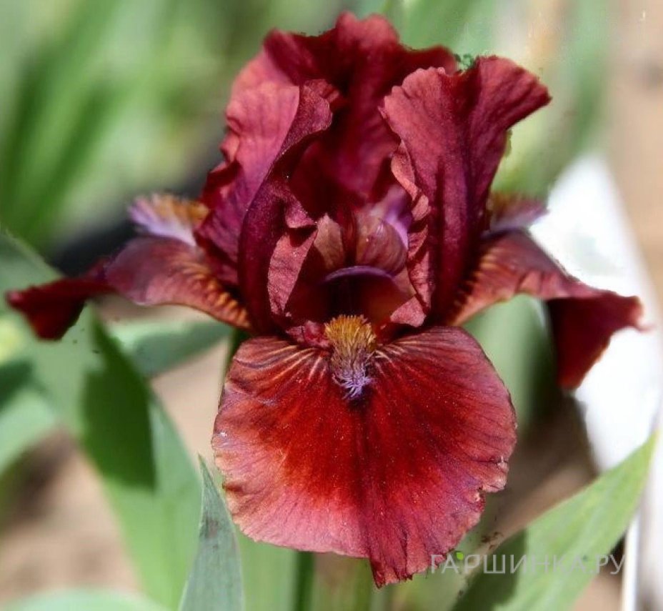 Ирис карликовый Леди ин Ред