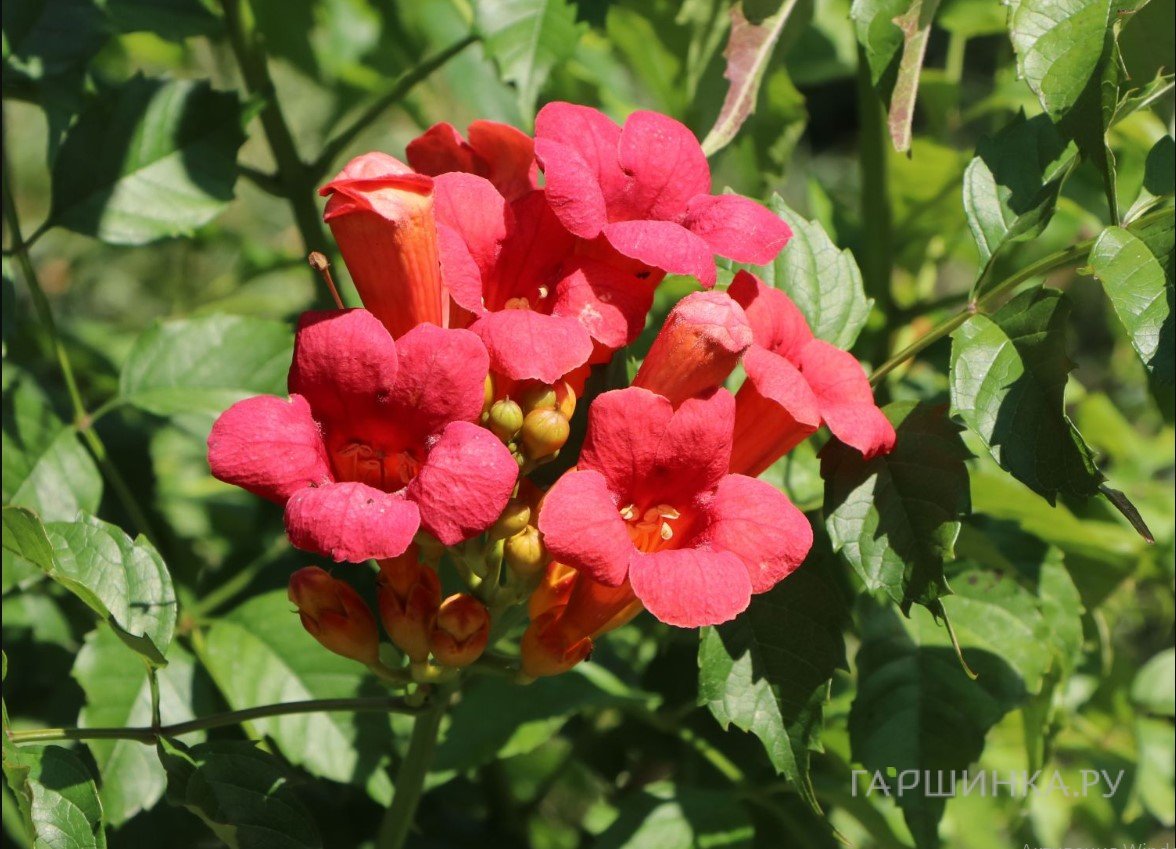 Кампсис Фламенко