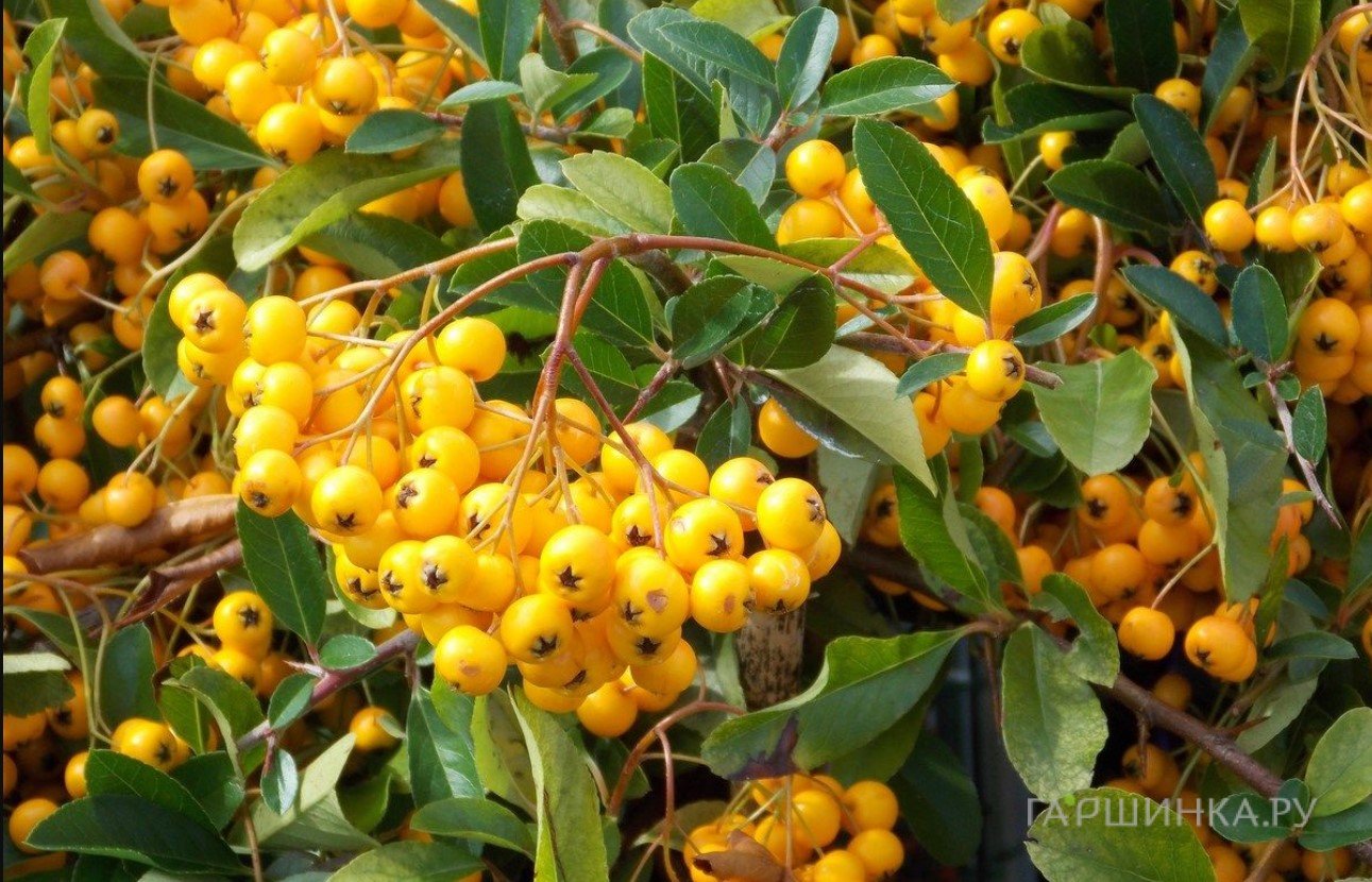 Пираканта Солейл дОр