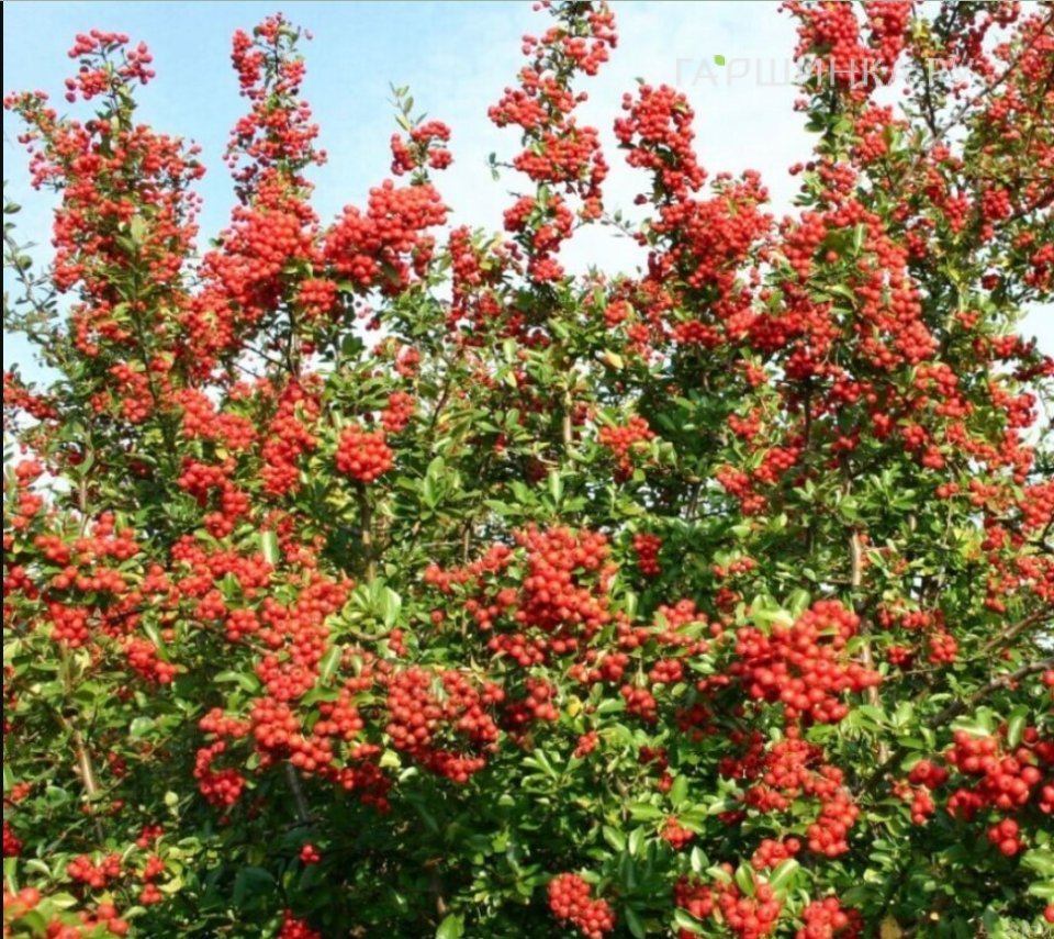 Пираканта Ред Колумн