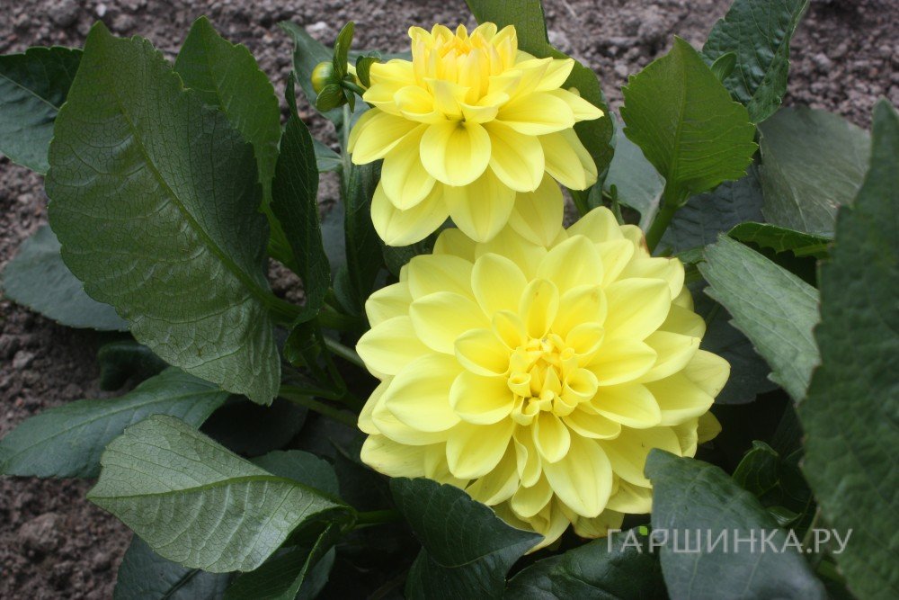 Георгина Сиса бордюрная