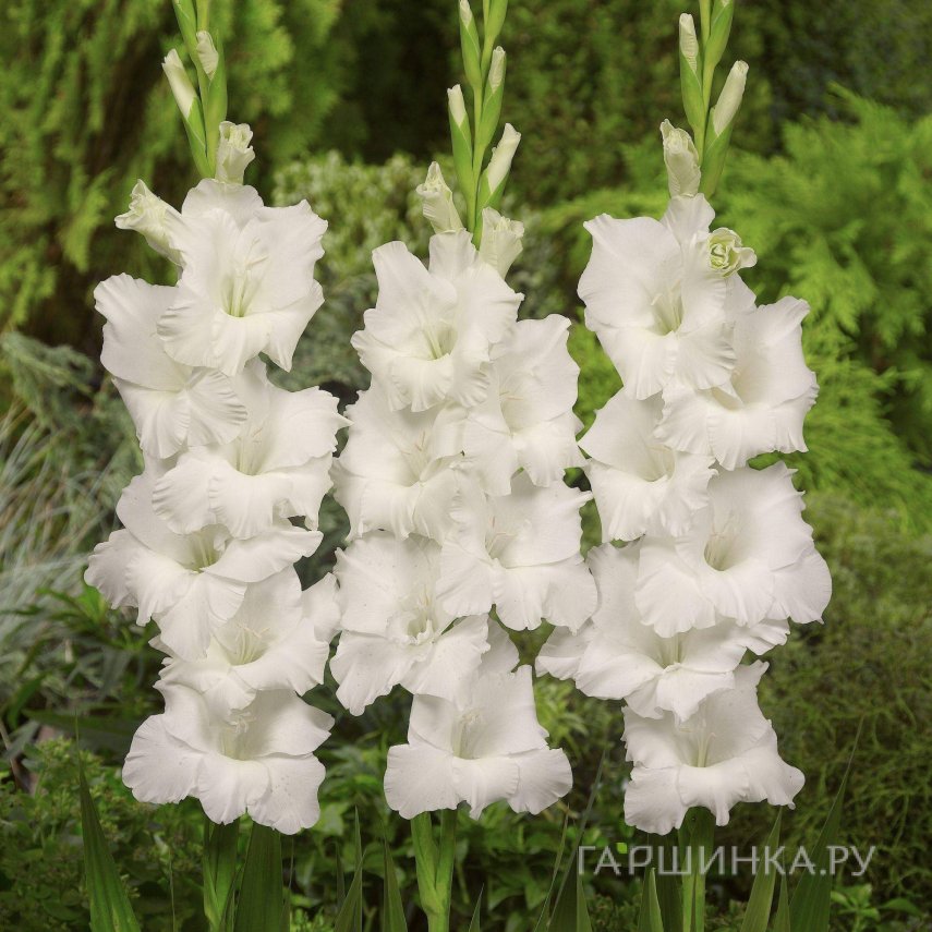 Гладиолус Бангладеш