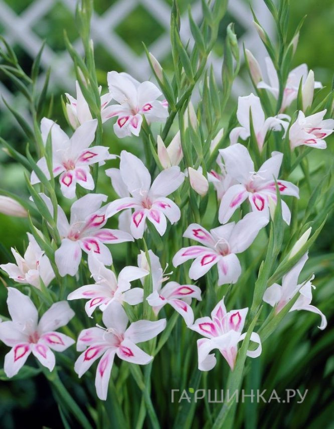 Гладиолус мини Нимф