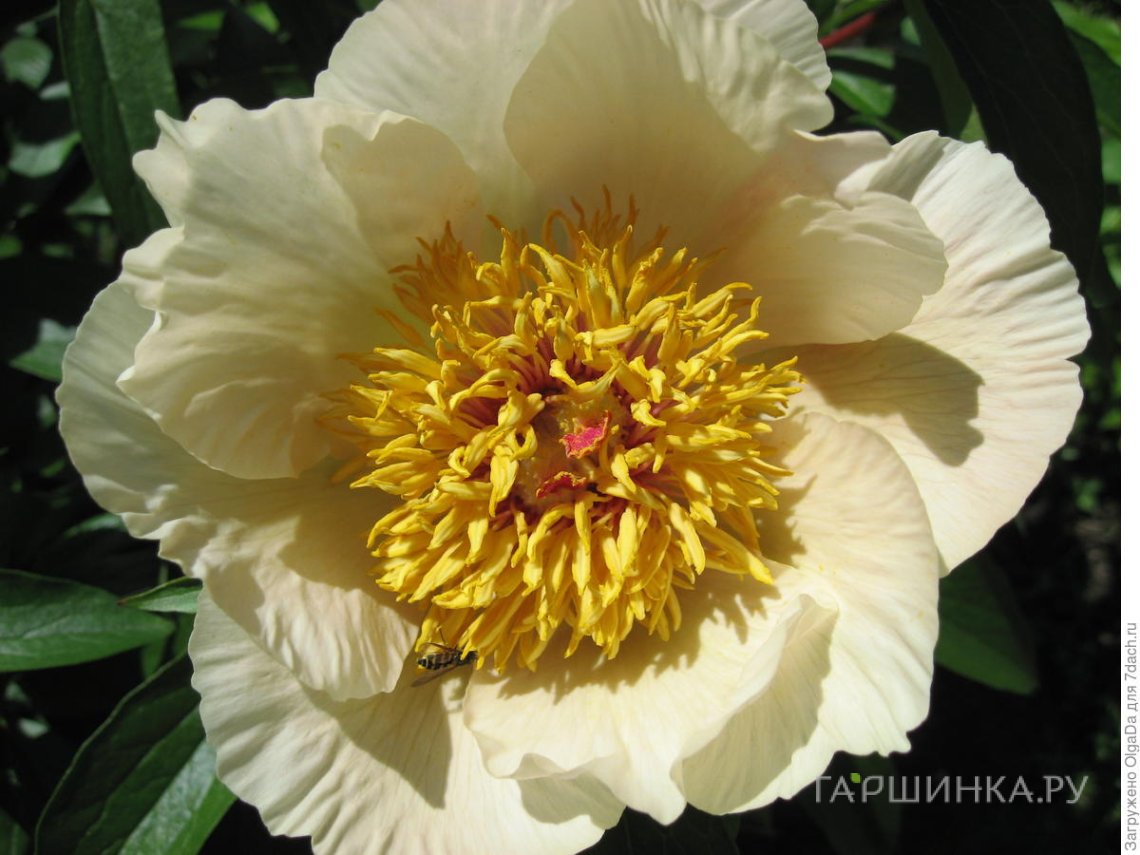 Пион Эрли Глоу