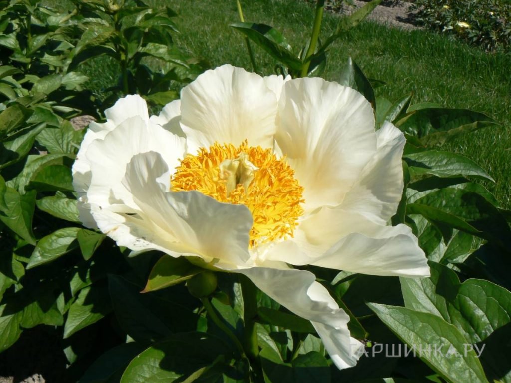 Пион Мунрайз