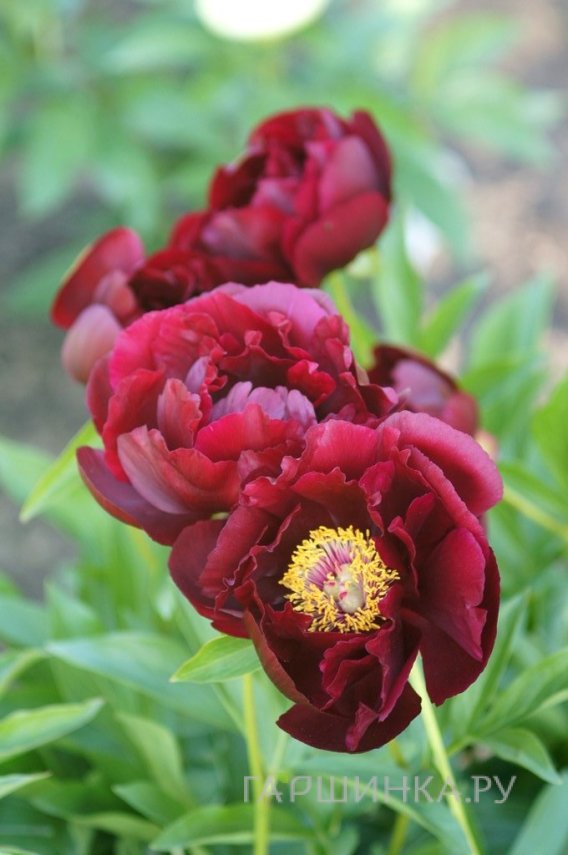 Пион Ред Глори