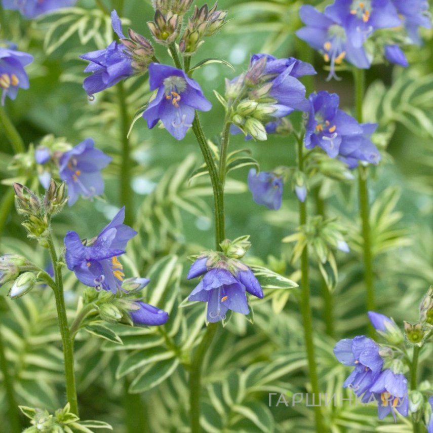 Синюха голубая Вариегата