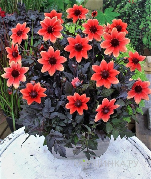 Георгина Драгон Белл декоративная