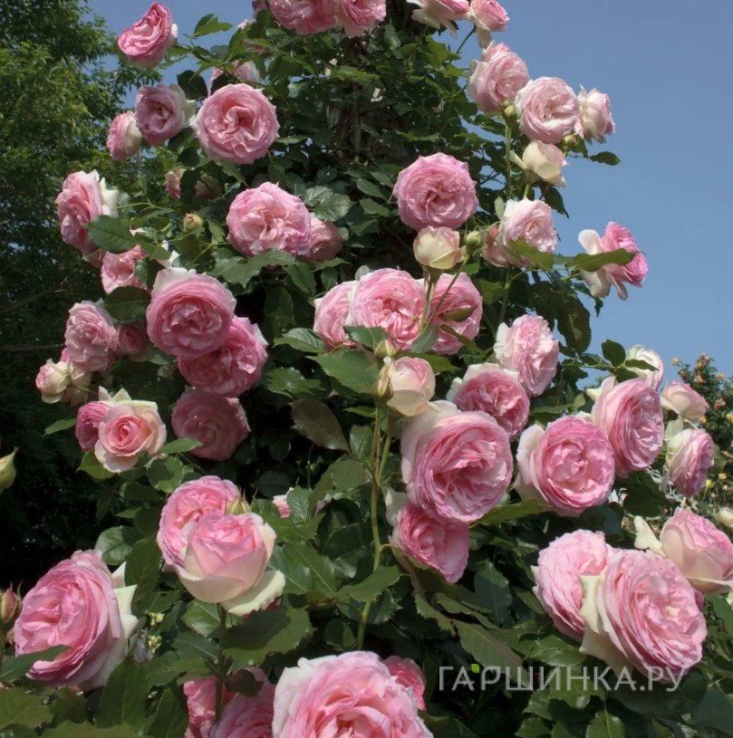 Роза Гримпант Пьер де Ронсар плетистая, Top Roses