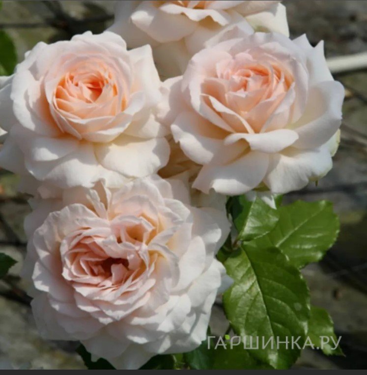 Роза Чандоз Бьюти чайно-гибридная, Imperial Rose