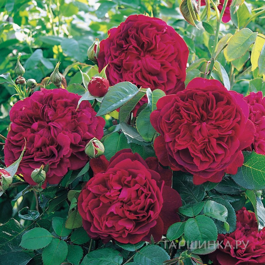 Роза Уильям Шекспир чайно-гибридная, Imperial Rose