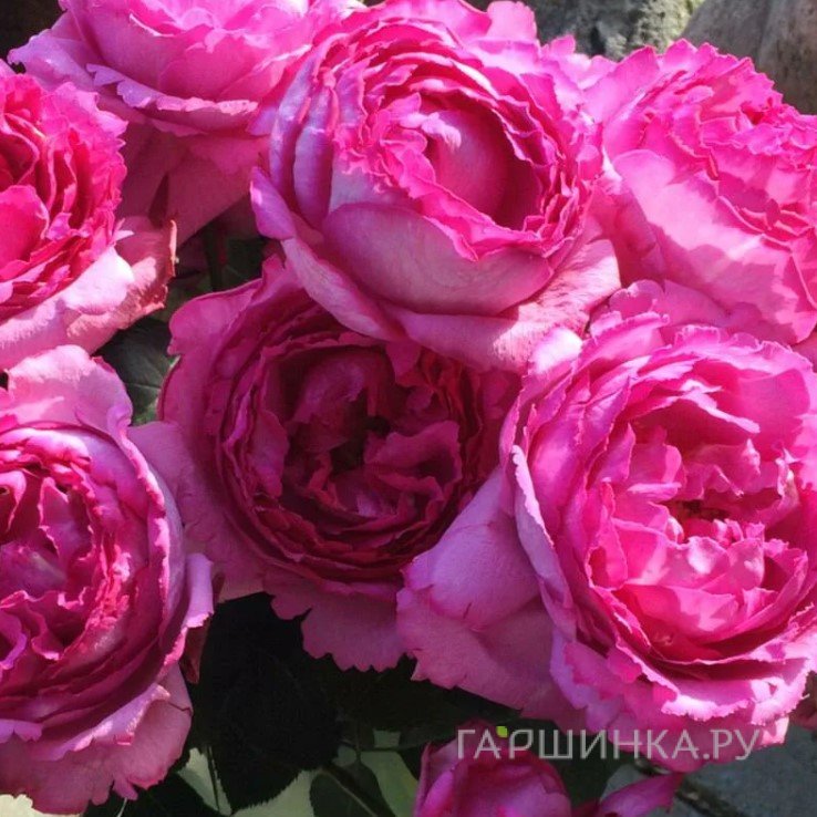 Роза Ив Пьяже чайно-гибридная, Top Roses
