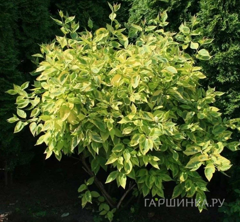 Дерен Шпети белый