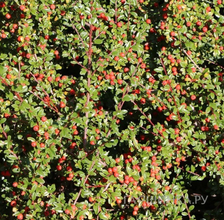 Кизильник Даммера Миранда