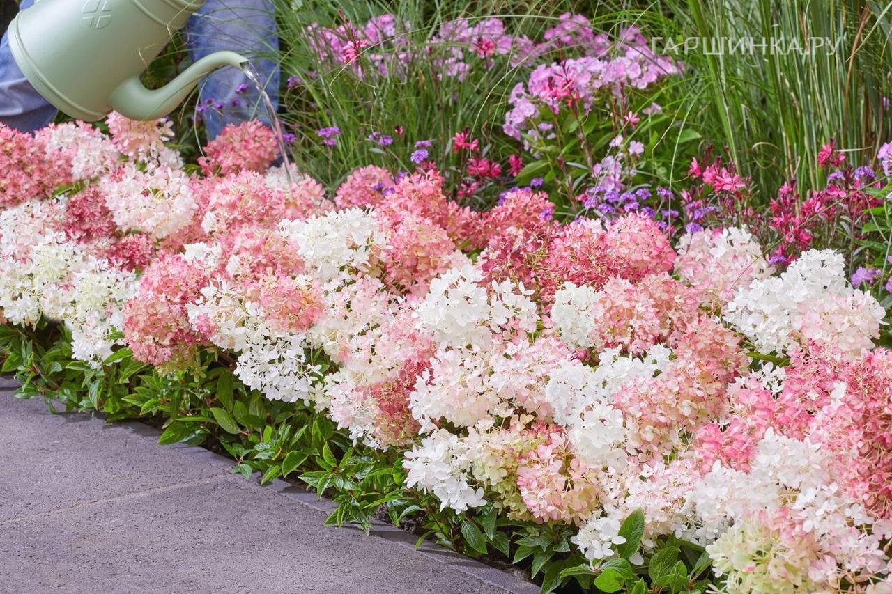 Гортензия Граундбрейкер (Первопроходец) метельчатая