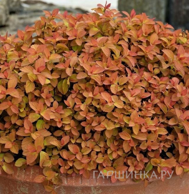 Спирея японская Дзен Спирит Карамель