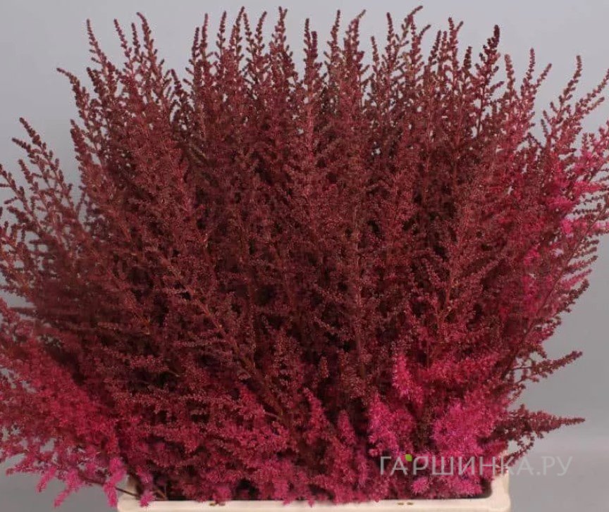 Астильба Арендса Поль Гардер