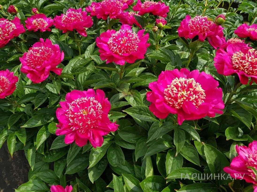 Пион Кукус Нэст