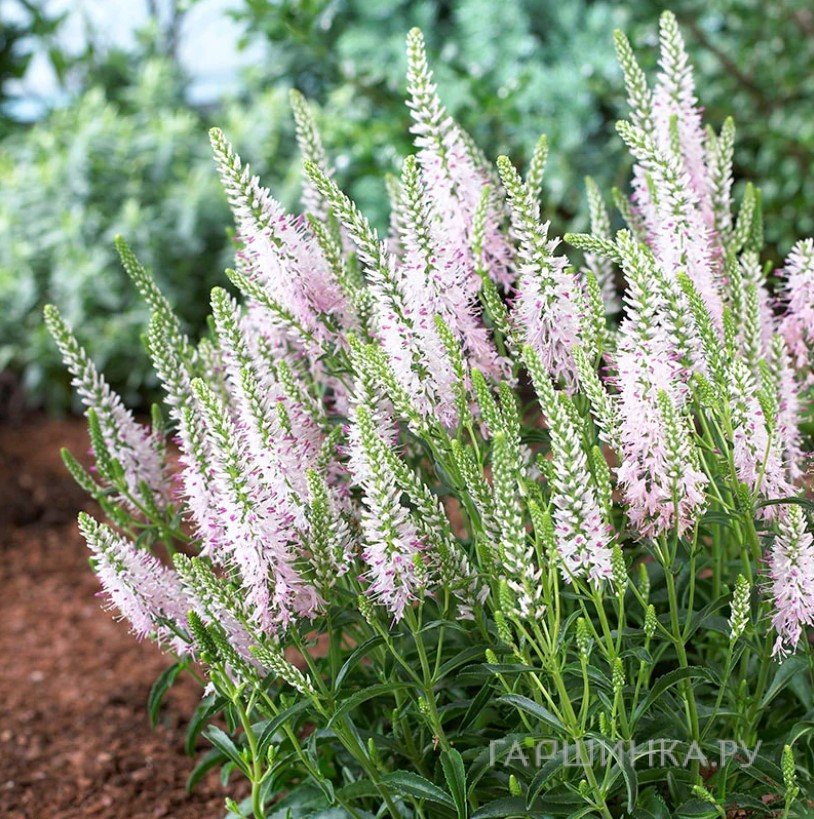 Вероника длиннолистная Пинк Дамаск