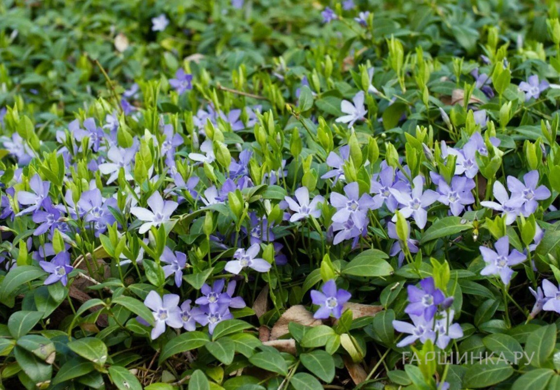 Барвинок малый