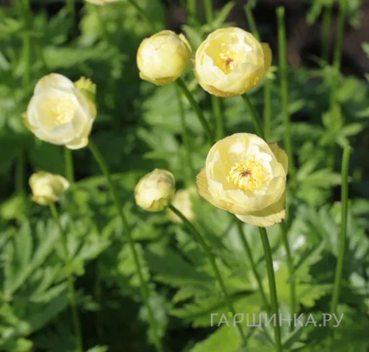 Купальница Нью Мун