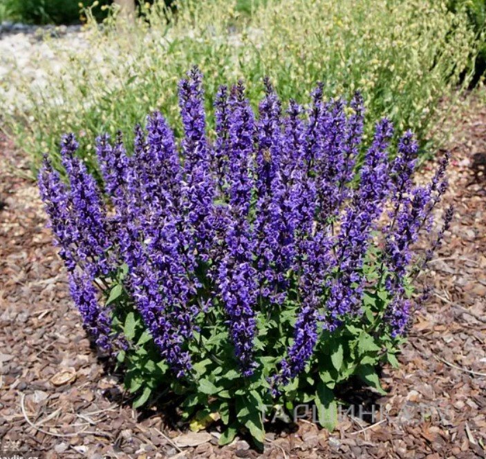 Шалфей (сальвия) дубравный Мерло Блю