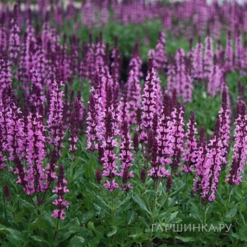Шалфей (Сальвия) Нью Дименшн Роуз