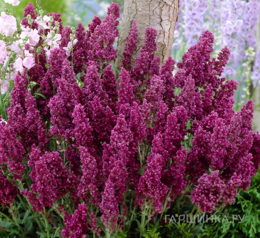 Шалфей (сальвия) дубравный Плюмоза